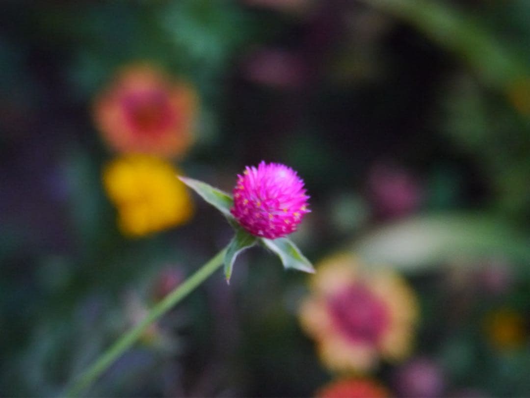 TTArtisan 50mm f/2 MFTレンズ