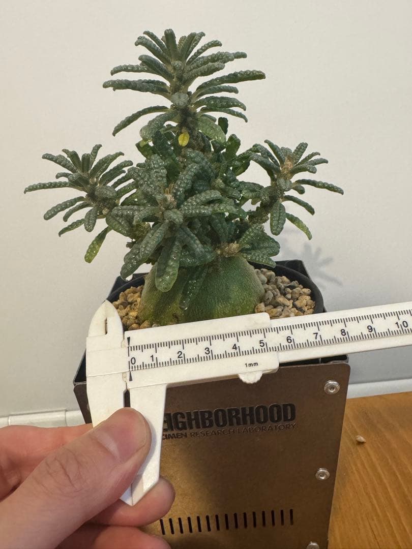 ドルステニアギガスブラータ