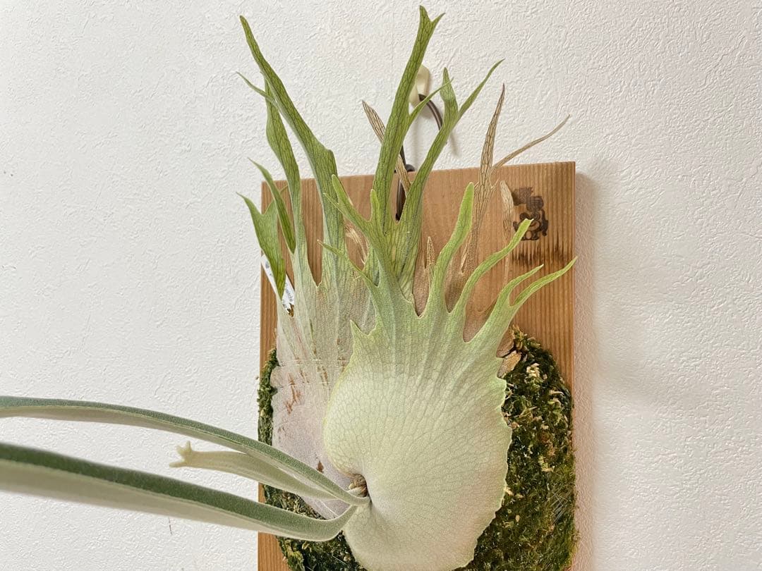 オリジナル 子株 veitchii アーバンリバー AR ベイチー ビカクシダ