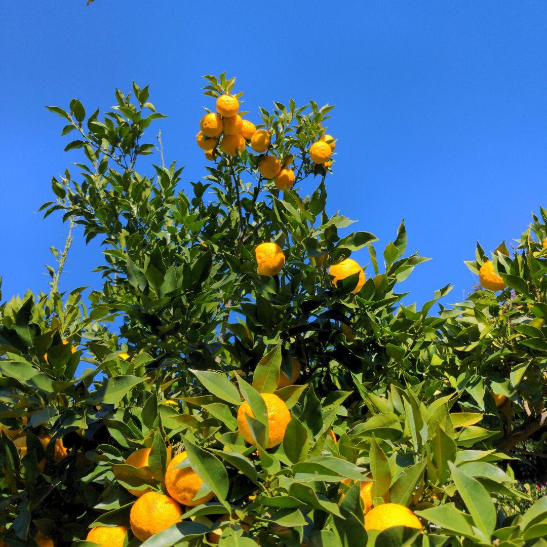 完熟本柚子２０kg（美品）。鍋料理、ポン酢、柚子胡椒、柚子味噌、ジャム、柚子湯