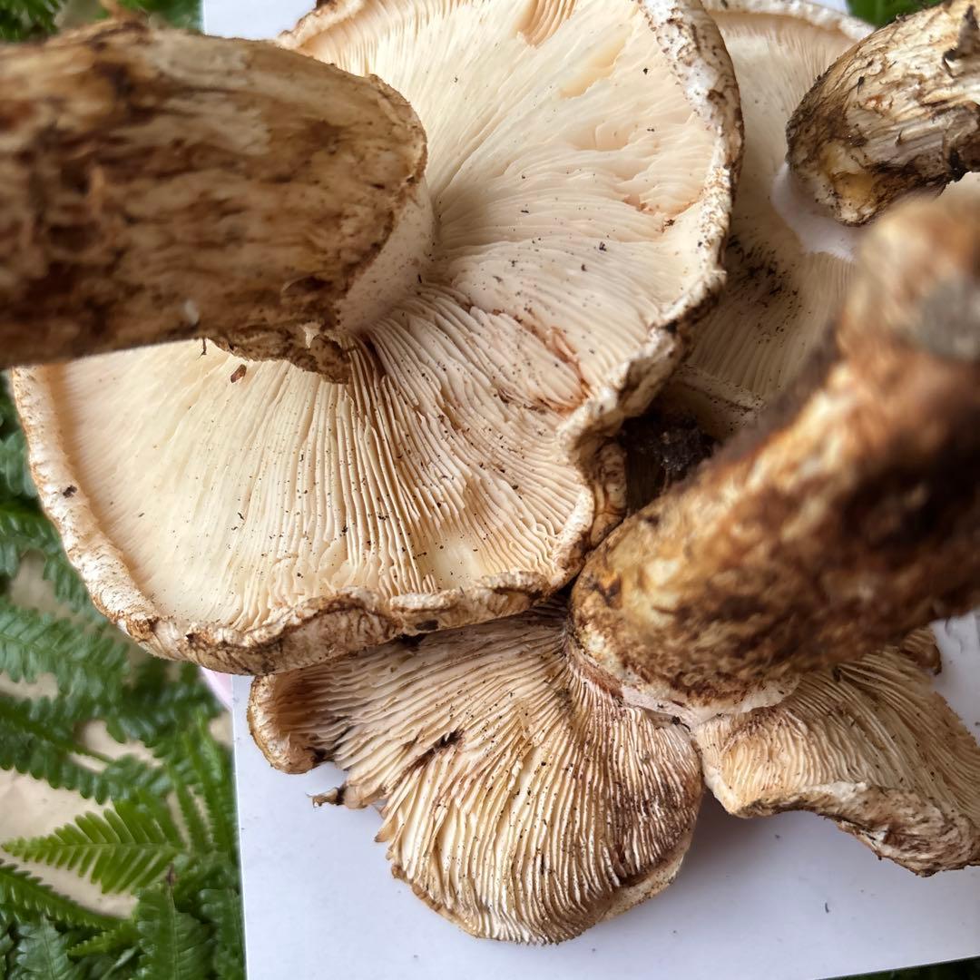 広島県産 松茸 ５本 （415g）⑦