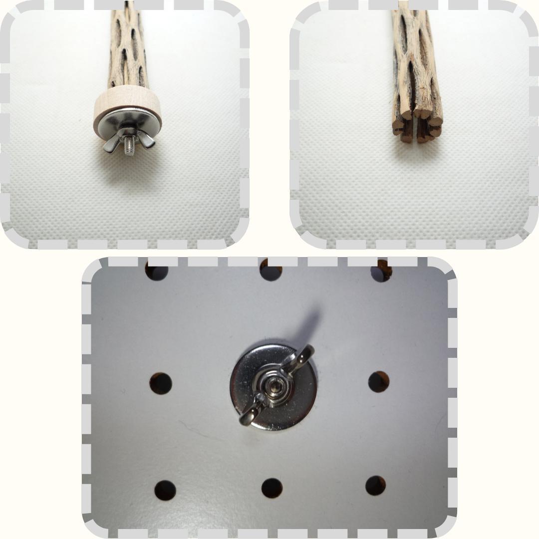 らいちょう　カクタスパーチ　3本セット