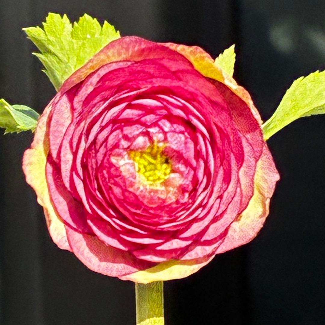 a*a様 3545☘️蕾花タグ付☘️超特殊☘️唯一無二☘️芳香⭐️小輪⭐️超キレ