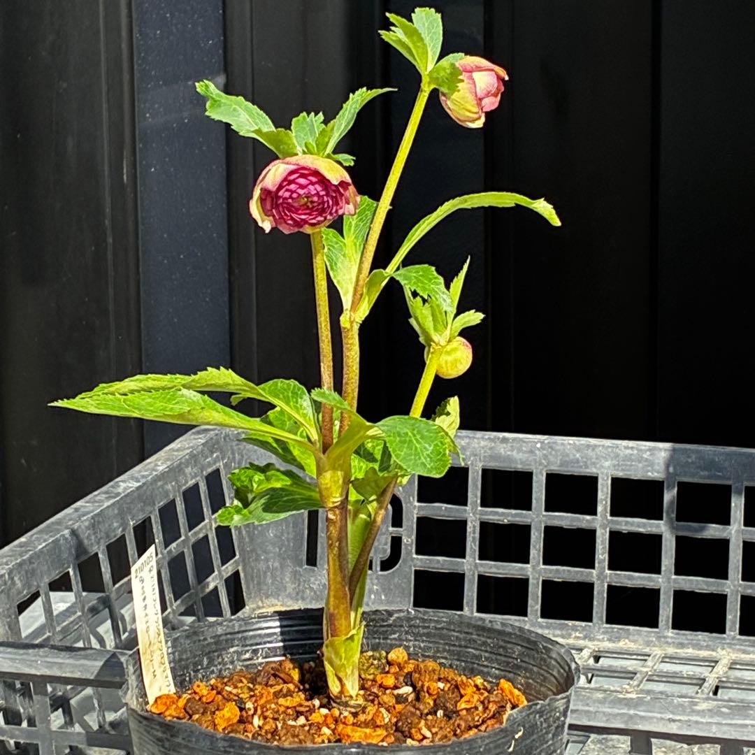 a*a様 3545☘️蕾花タグ付☘️超特殊☘️唯一無二☘️芳香⭐️小輪⭐️超キレ