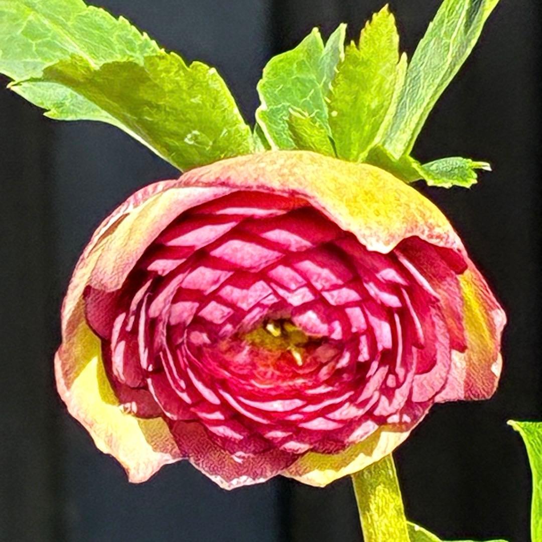 a*a様 3545☘️蕾花タグ付☘️超特殊☘️唯一無二☘️芳香⭐️小輪⭐️超キレ