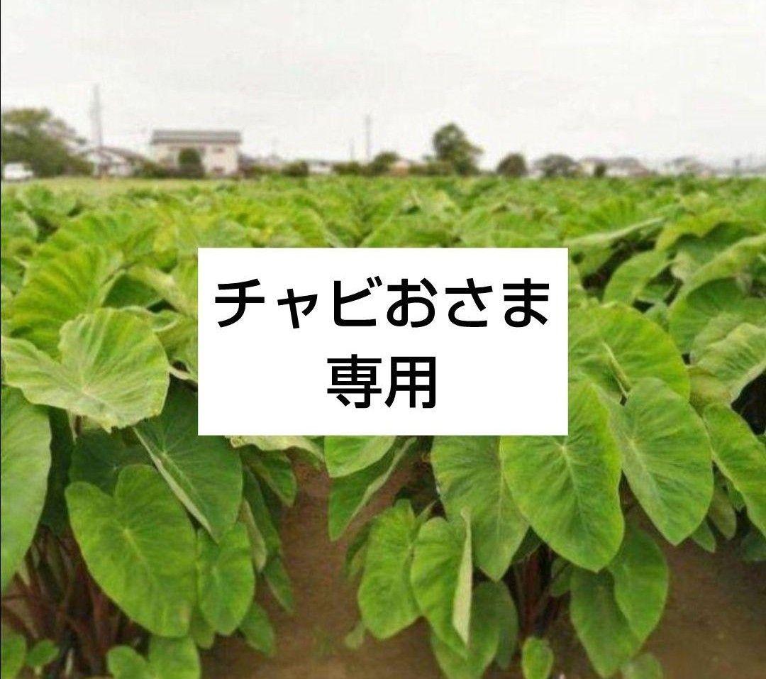 チャビおさま専用 磐田のこだわり海老芋 子芋 傷あり 無選別10kg 送料無料