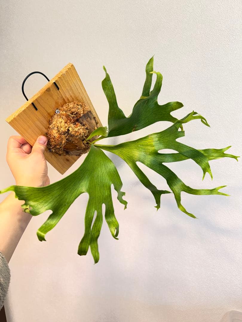 tbt　ビカクシダP. Flamenco