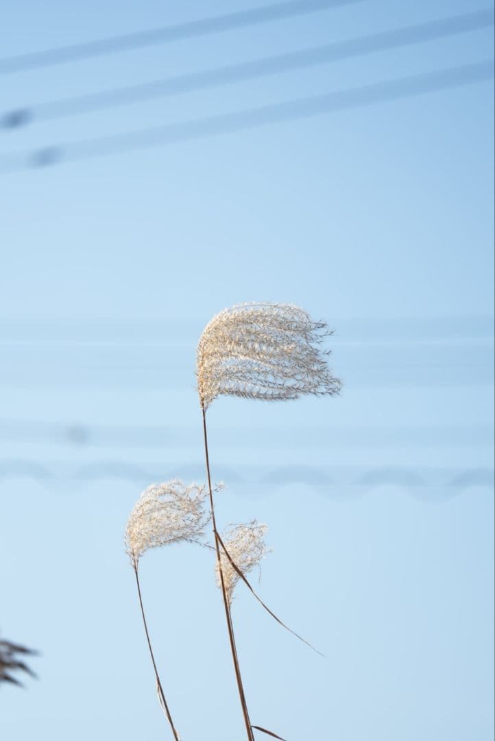 レンズ(ズーム) FE70-200F4MacroGOSSII SEL70200G2