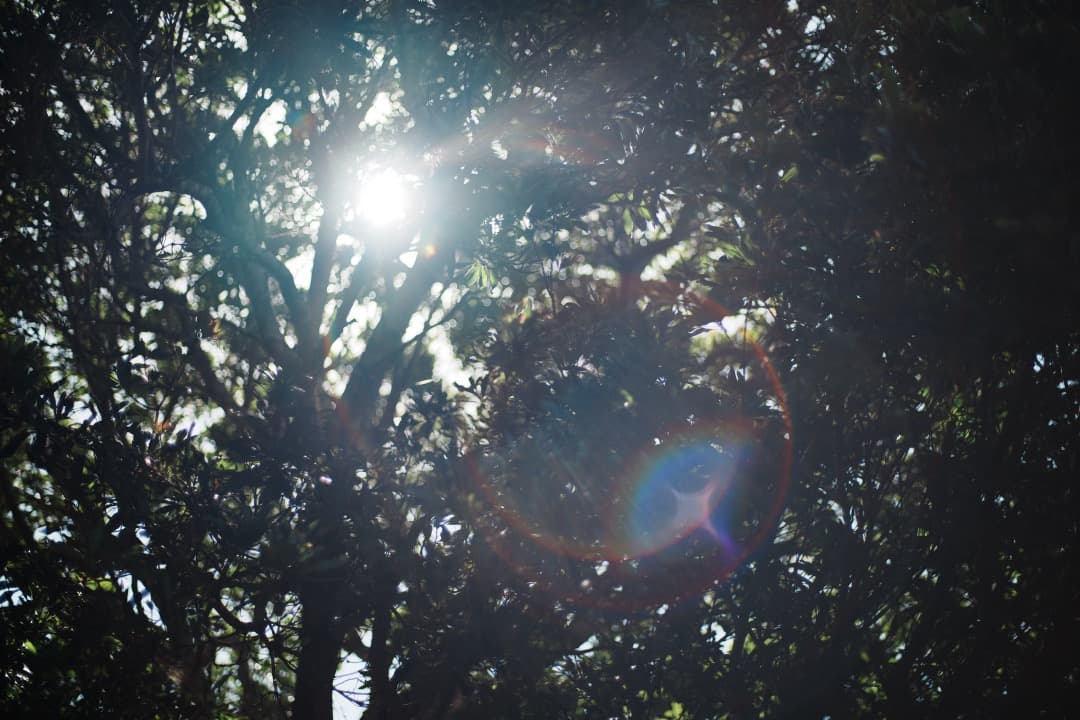 【極美品】Carl Zeiss Planar 50mm F1.4 MMJ 714