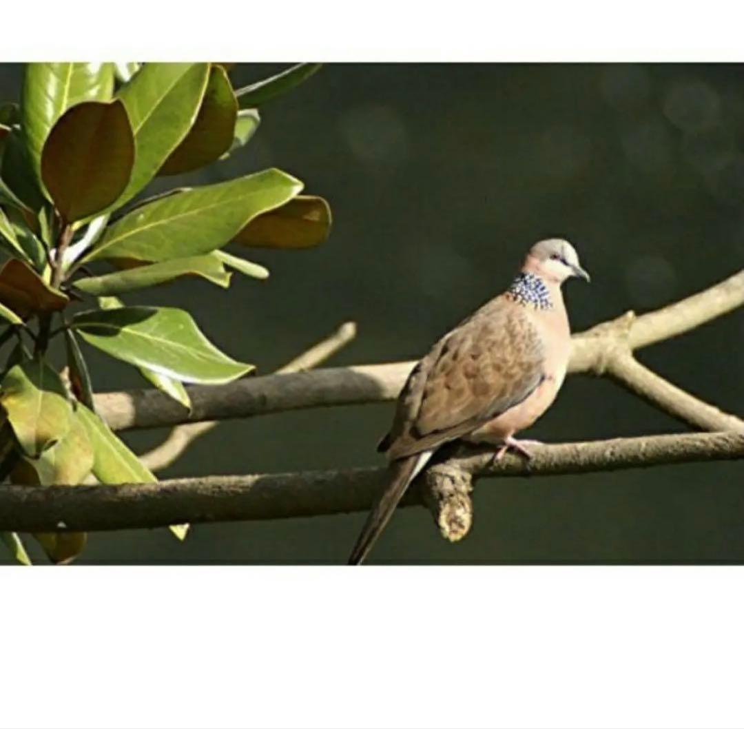 SONYミラーレス用 超望遠レンズ　サードパーティ製　出品し直し