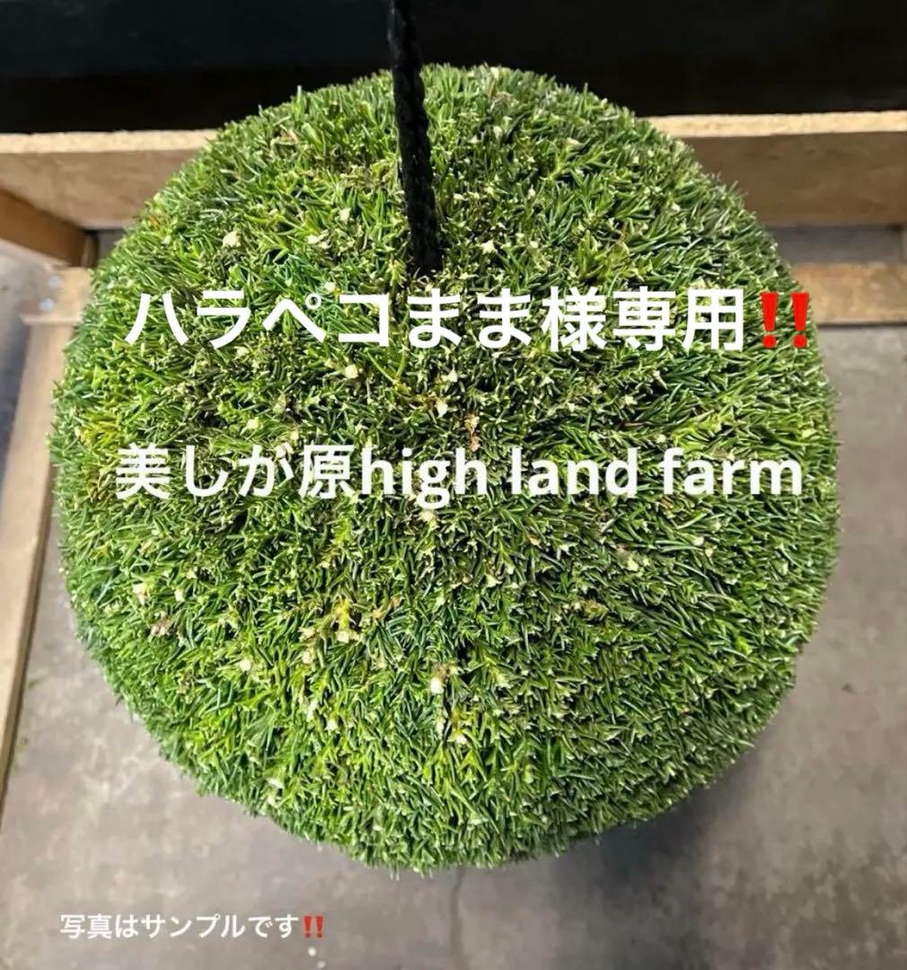 杉玉　約35㎝‼️お客様ご注文品　縁起物　丸くて幸せ　家族円満♪