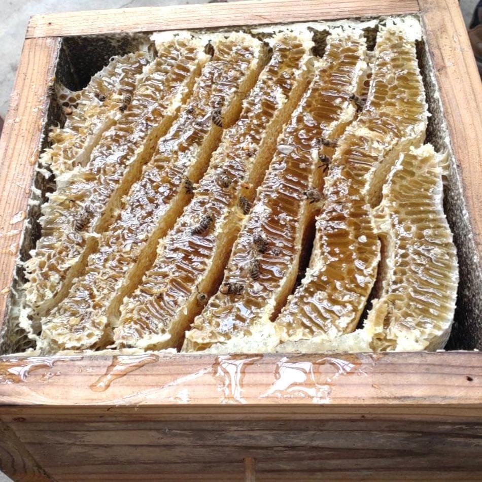 天然 凝固 日本みつばち はちみつ 500g×2本 非加熱 百花蜜 生ハチミツ