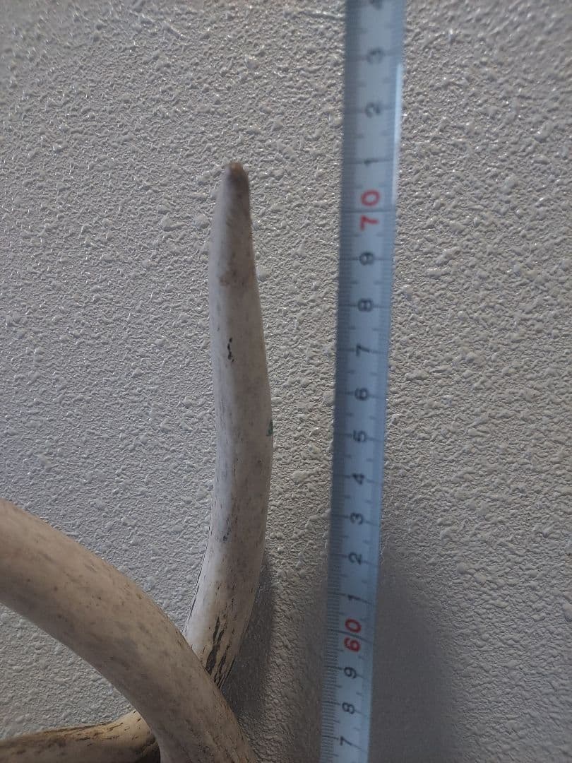 蝦夷鹿角　おまとめ　6本　大きさ色々