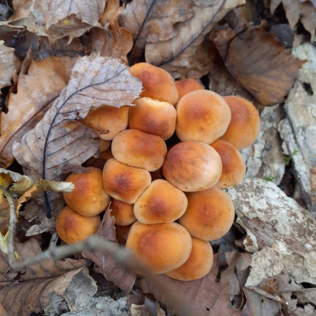 秋田県産 天然きのこ 10種類 MIX 塩漬け 塩蔵