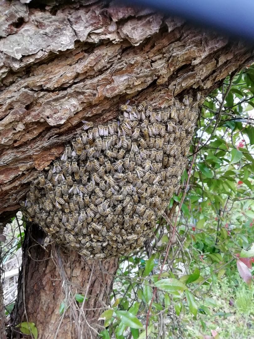 ★★希少品『100％純粋春蜜の2瓶セット』《幻の天然完熟百花蜜》