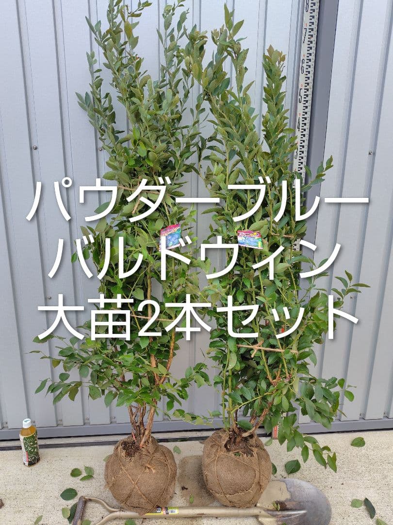 ブルーベリー苗パウダーブルー＆バルドウィン大苗2本セット
