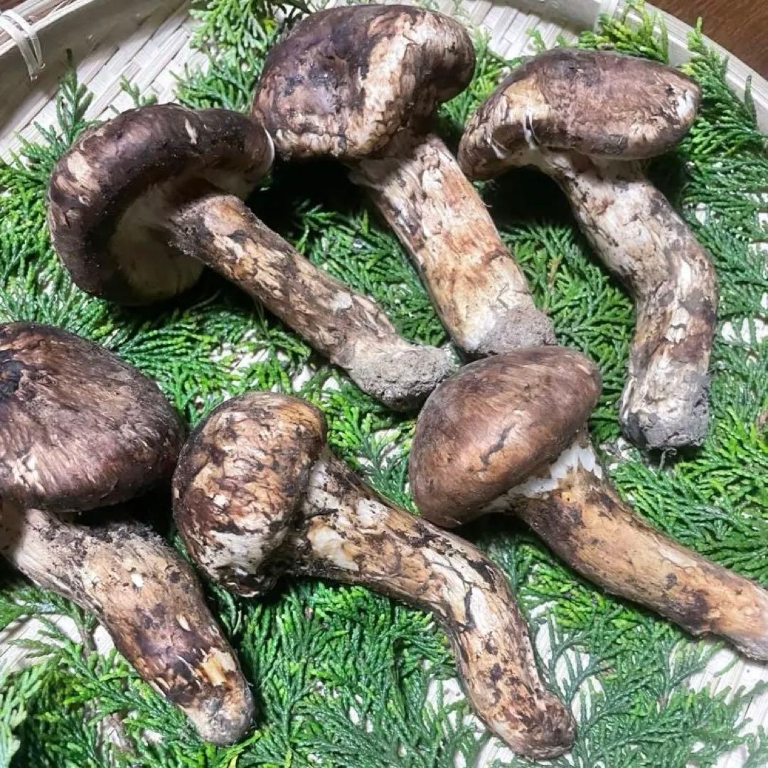 松茸　山梨県　約350g 訳あり