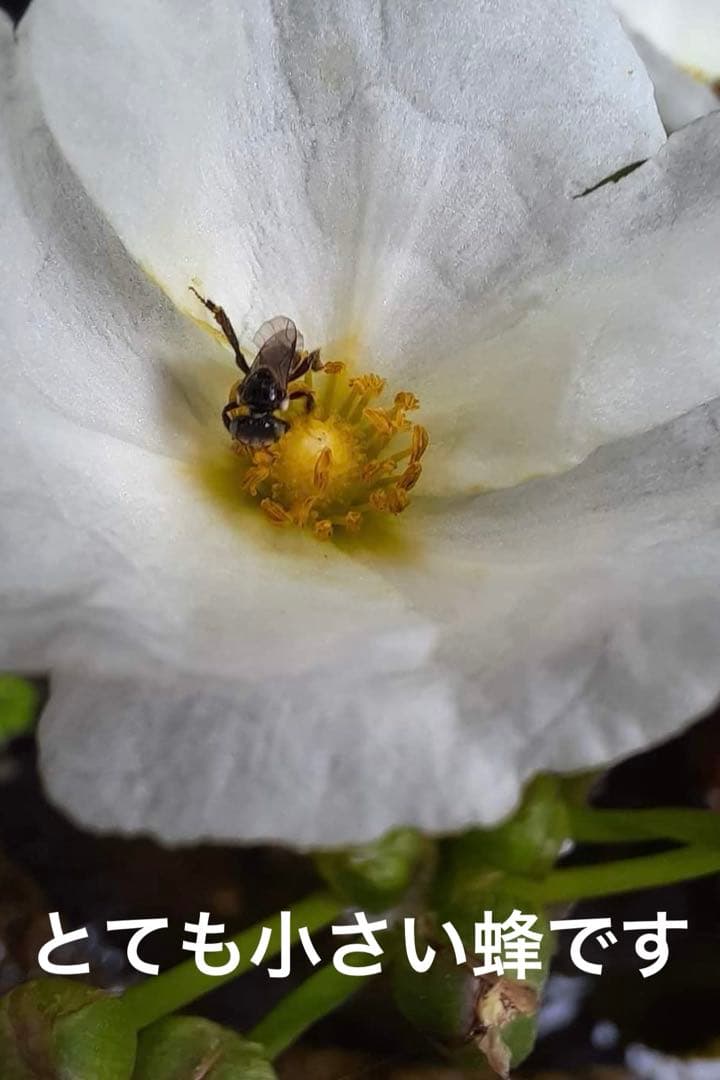 針なしミツバチの蜂蜜135g~145g 6本、クサンバの塩、ココナッツシュガー