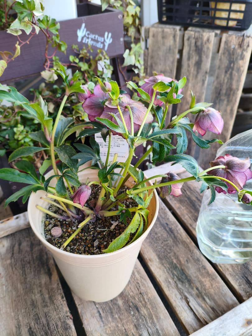 ピ*ピ様 超多弁八重咲きクリスマスローズがお買い得！アプリコット【6号】015