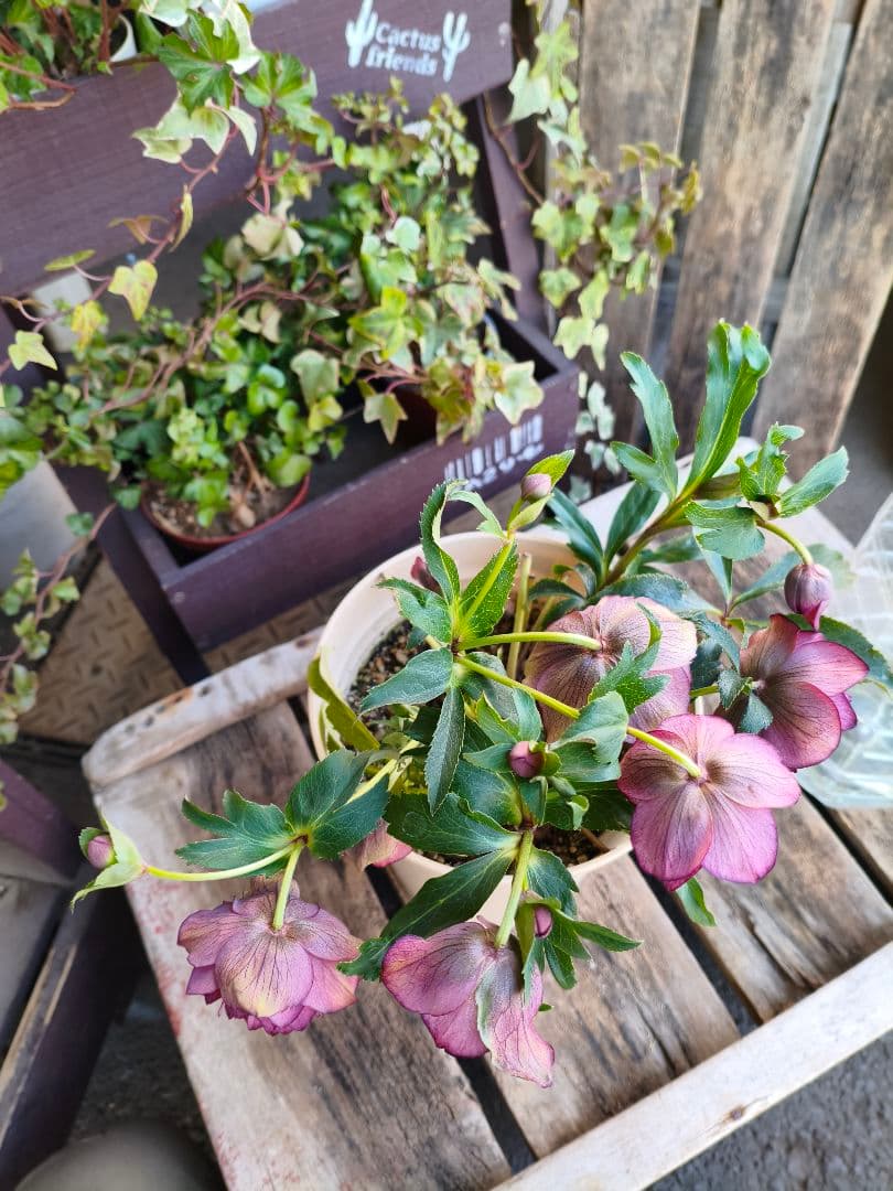 ピ*ピ様 超多弁八重咲きクリスマスローズがお買い得！アプリコット【6号】015