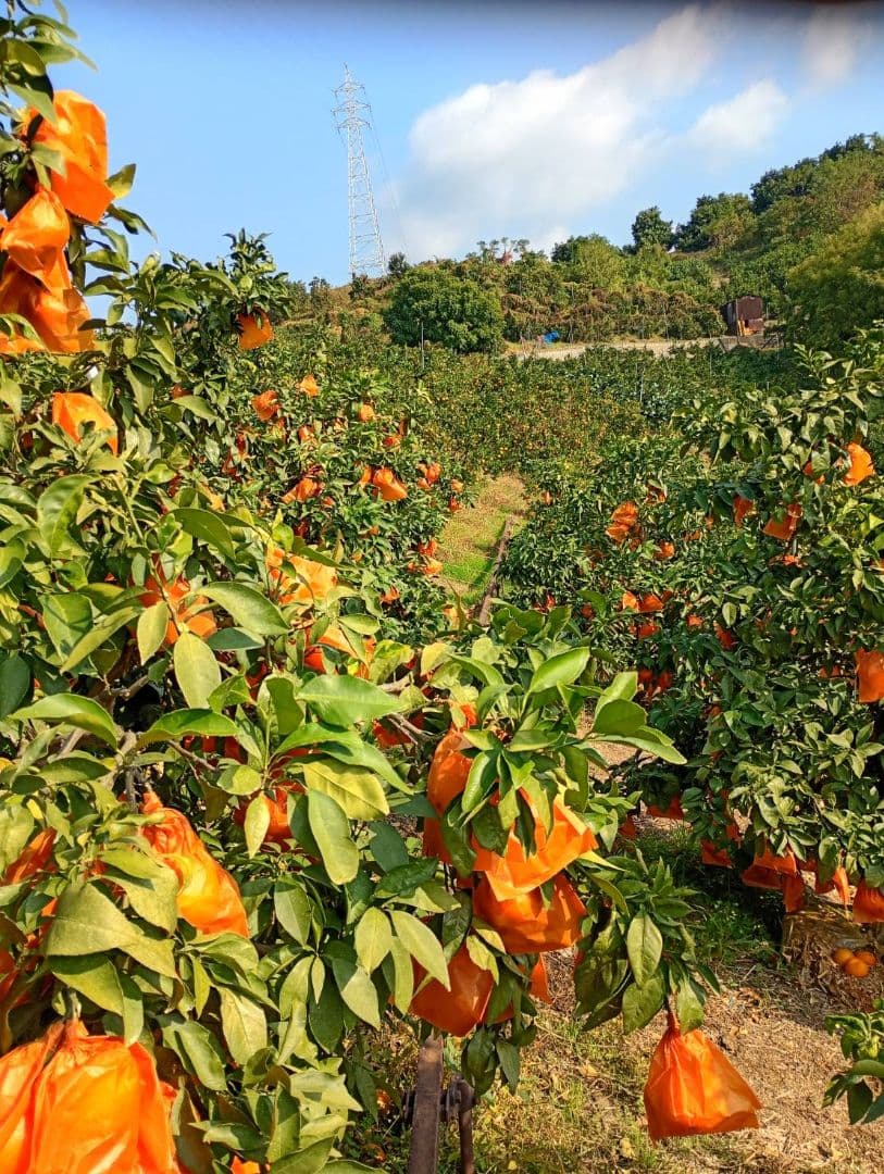 133愛果 まどんな 家庭用 10kg