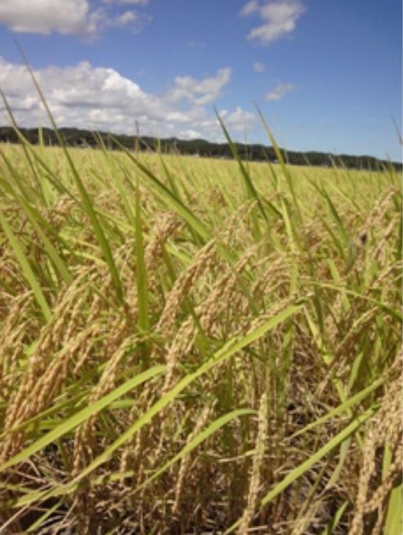 ♡最終♡令和7年千葉県いすみ市産コシヒカリ 20kg白米　無洗米　天皇献上米