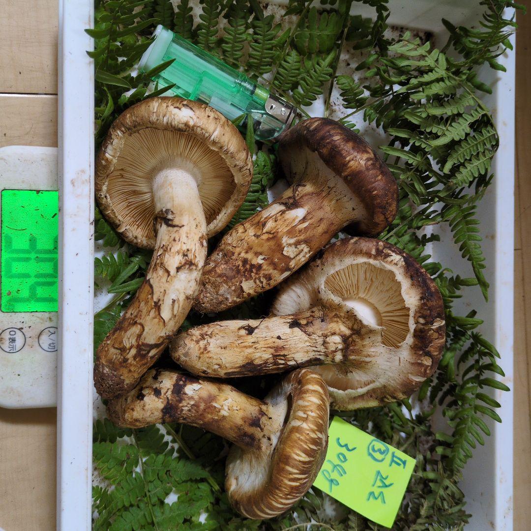 20日最終 和歌山松茸 新鮮朝市　込み込み　304㌘