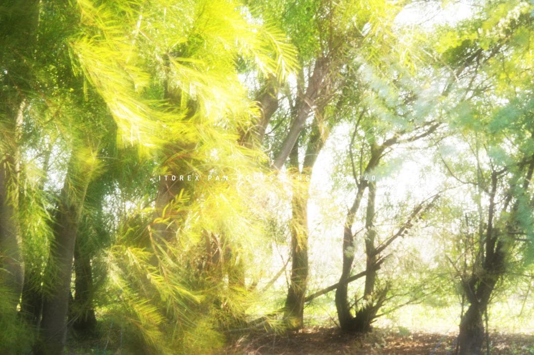 ★激レア★イトレックス PAN-FOCUS LENS 50mm Exakta