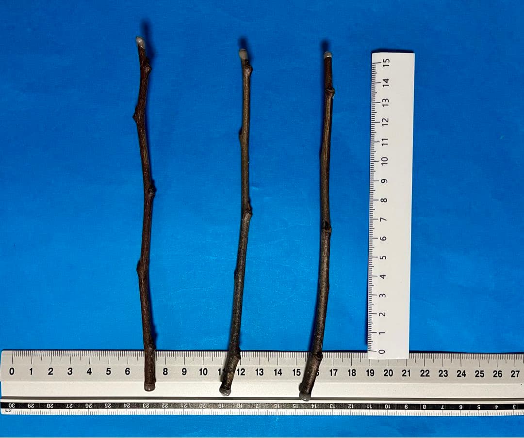 サマーデライト✖️アーホン•ホワイト (クオリティB) 2本セット価格 9000円