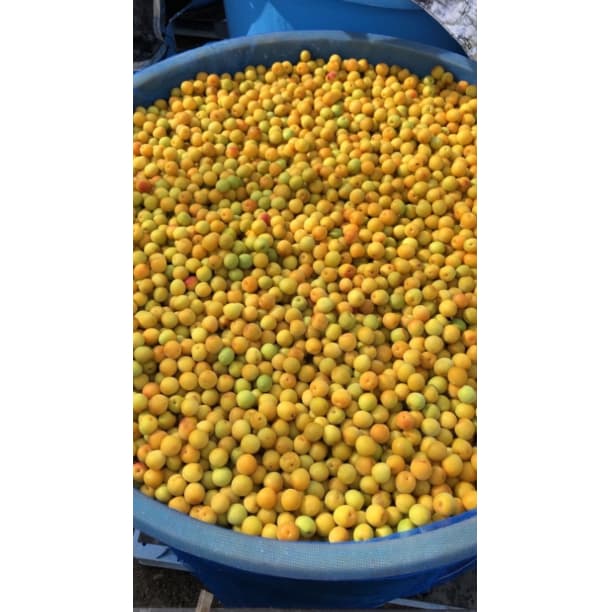 〇価格高騰！農家直送！紀州南高梅 樽 10000g 無添加 和歌山 紀州 白梅