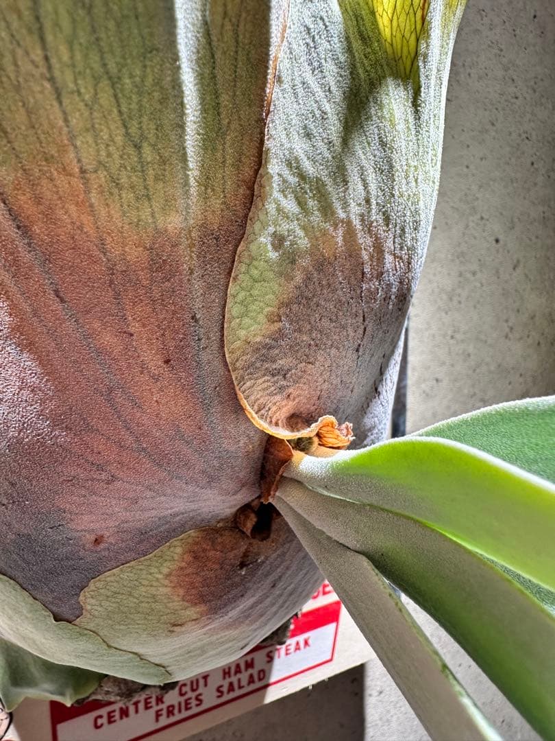 か*し様 p.willinckii wild 大株