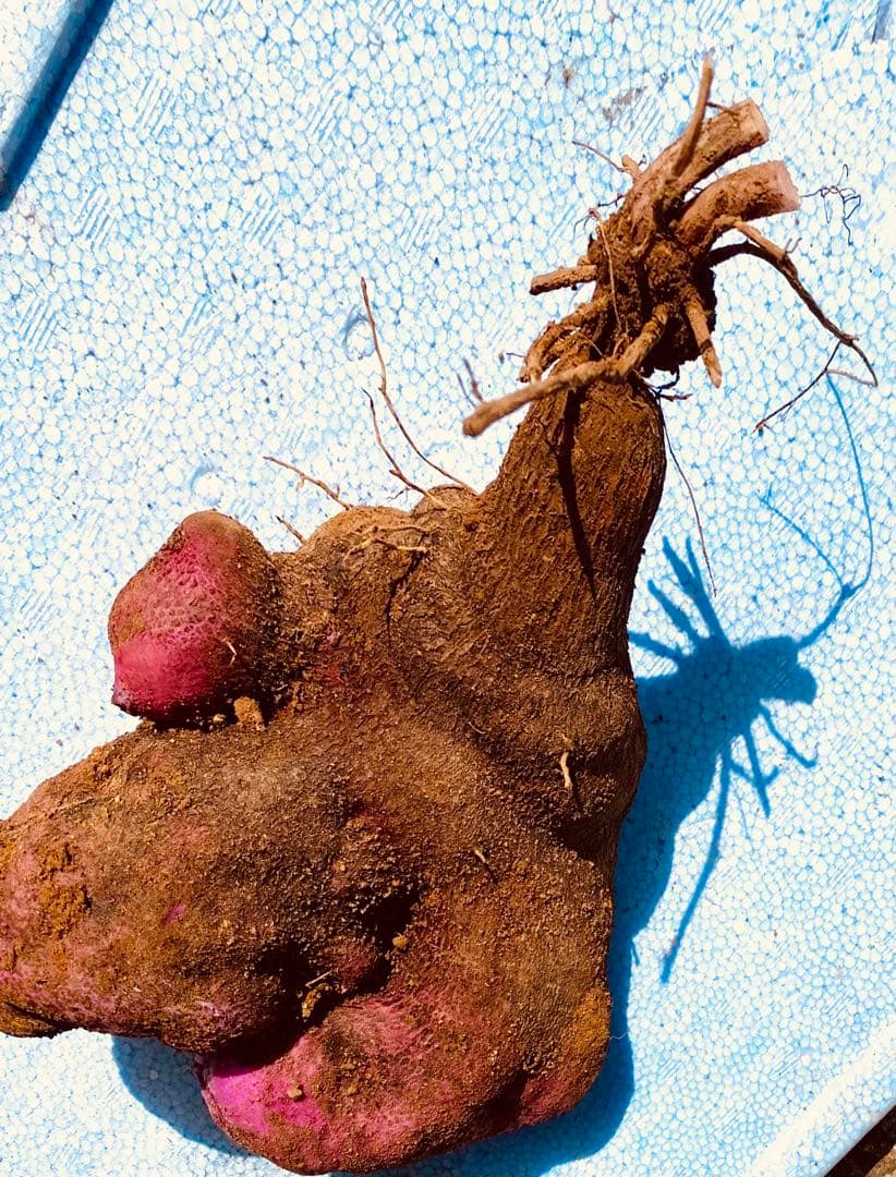 タニ　紫山芋　20kg