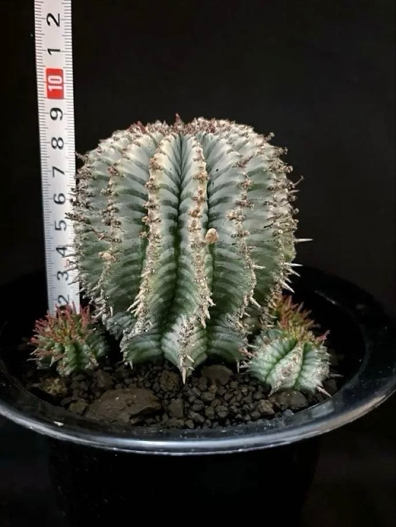 ユーフォルビアホリダ White zebra S胴太 親株 カキ子3株付き 雌株