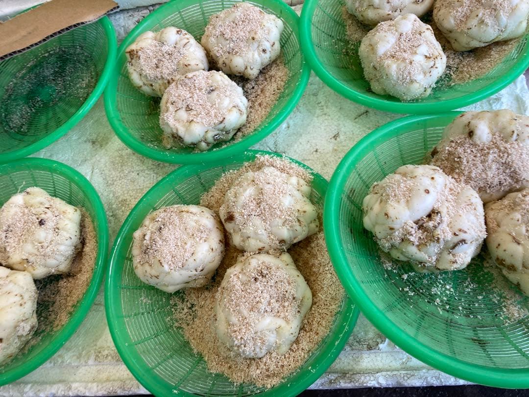 北海道産　百合根　ゆりね　ゆり根２Lサイズ33個 ５k JAようてい