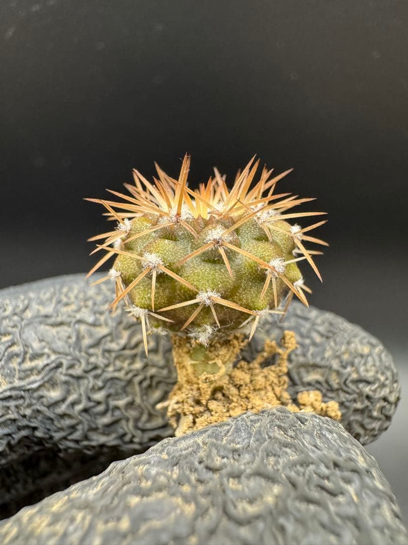 M19様 リクエスト 4点 まとめ商品