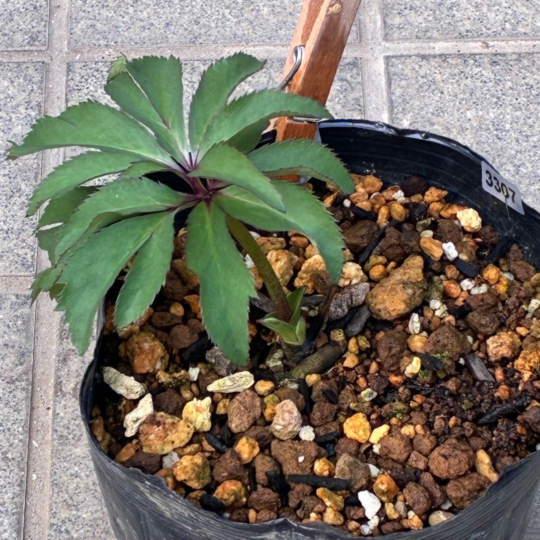 の*ん様 3307⭐️小輪⭐️リップ⭐️hercegovinus交配⭐️ギザギザ