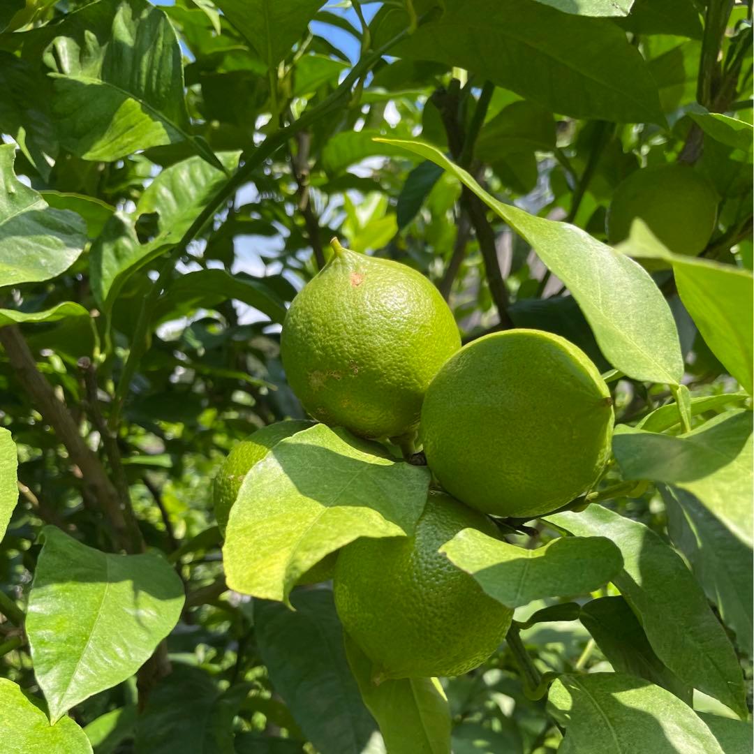 4 国産ベルガモットオレンジ果実香りが強い露地栽培約:9kgA品（一部B品含む）