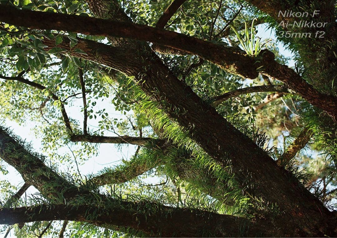 nikon f フォトミック★完動品＊美品＊初期保証★35mm f2！★作例必見