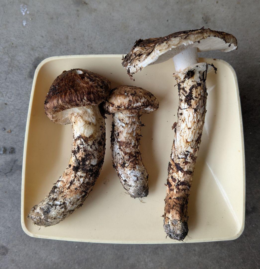 岩手県　岩泉産 松茸　マツタケ 約220g