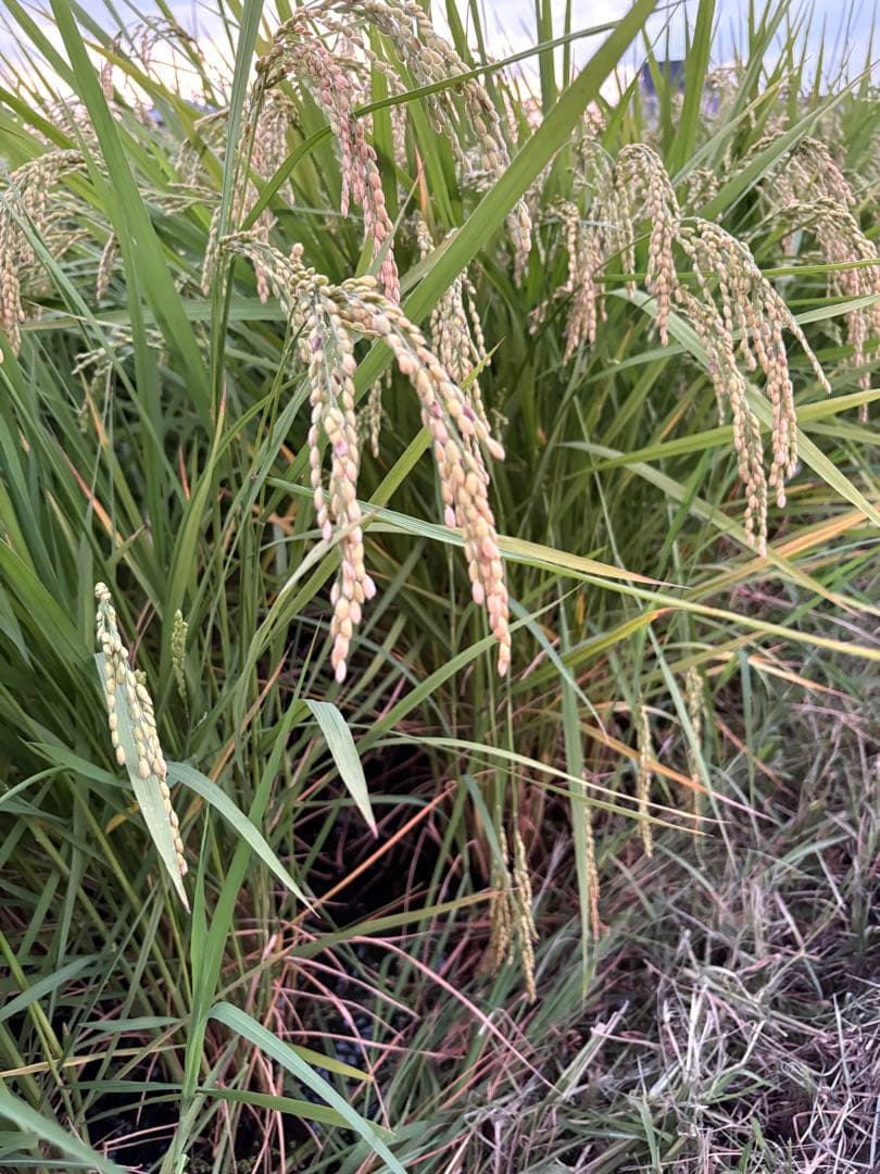 令和7年　埼玉県産　彩のきずな　白米10キロ