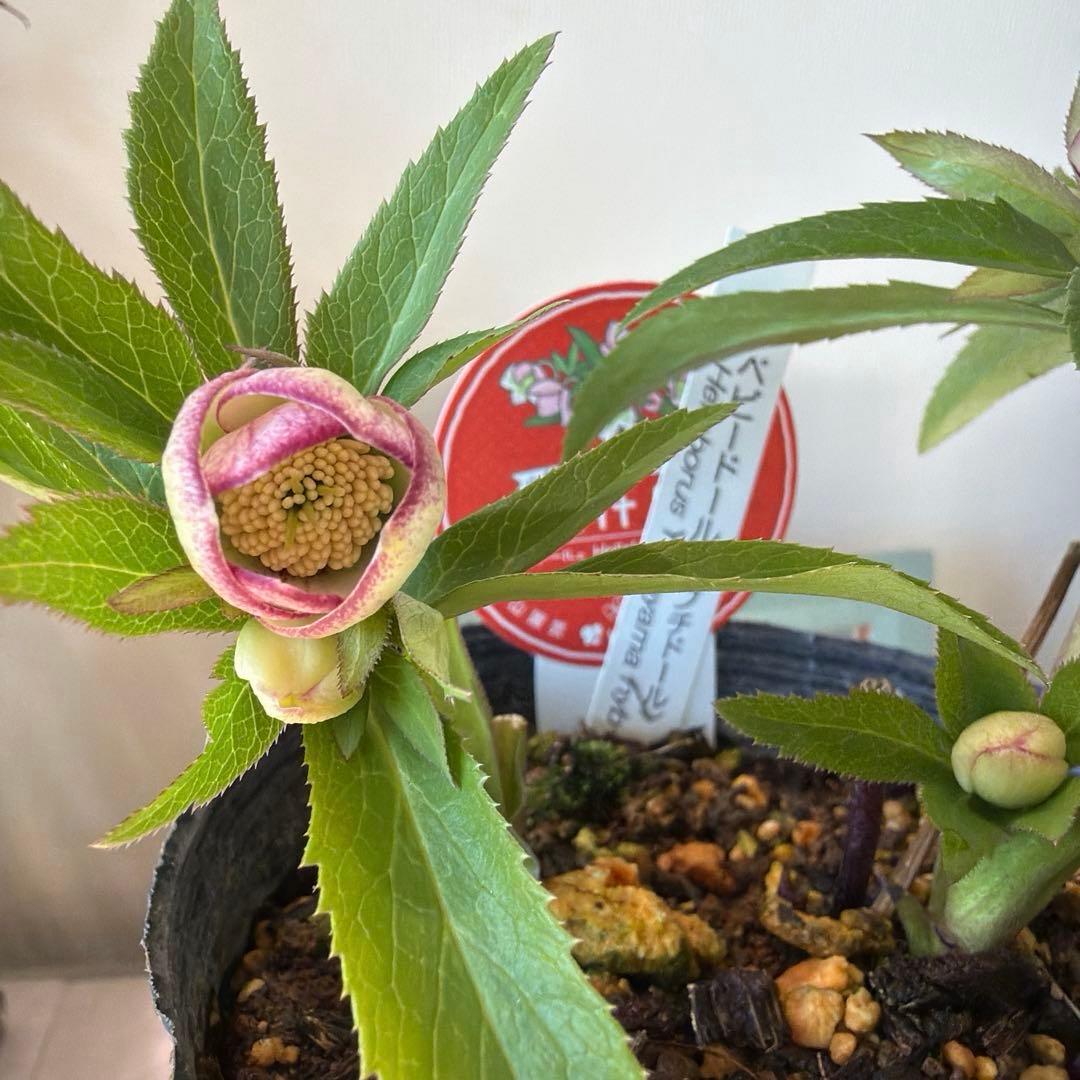 【横山園芸】クリスマスローズ ベビードール（プチドール）《1/10》ピコティ