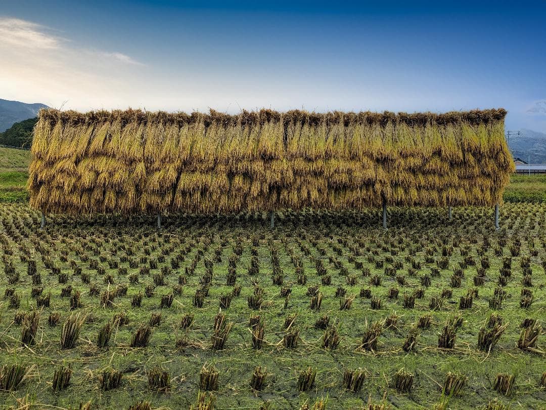ローズマリー　こだわりのお米 20kgと米粉 1.5kg
