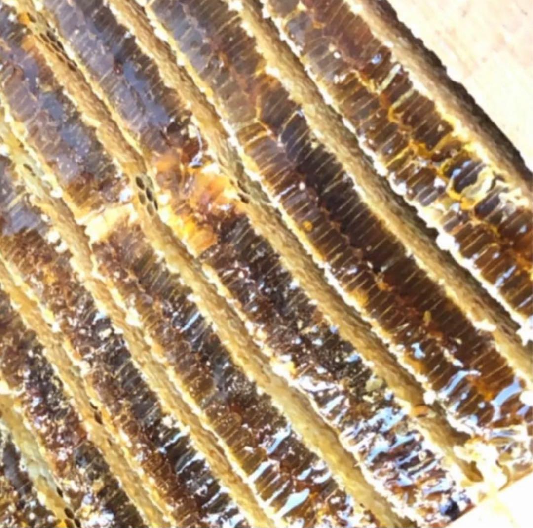 日本ミツバチ純粋蜂蜜　タレ蜜440g 3個