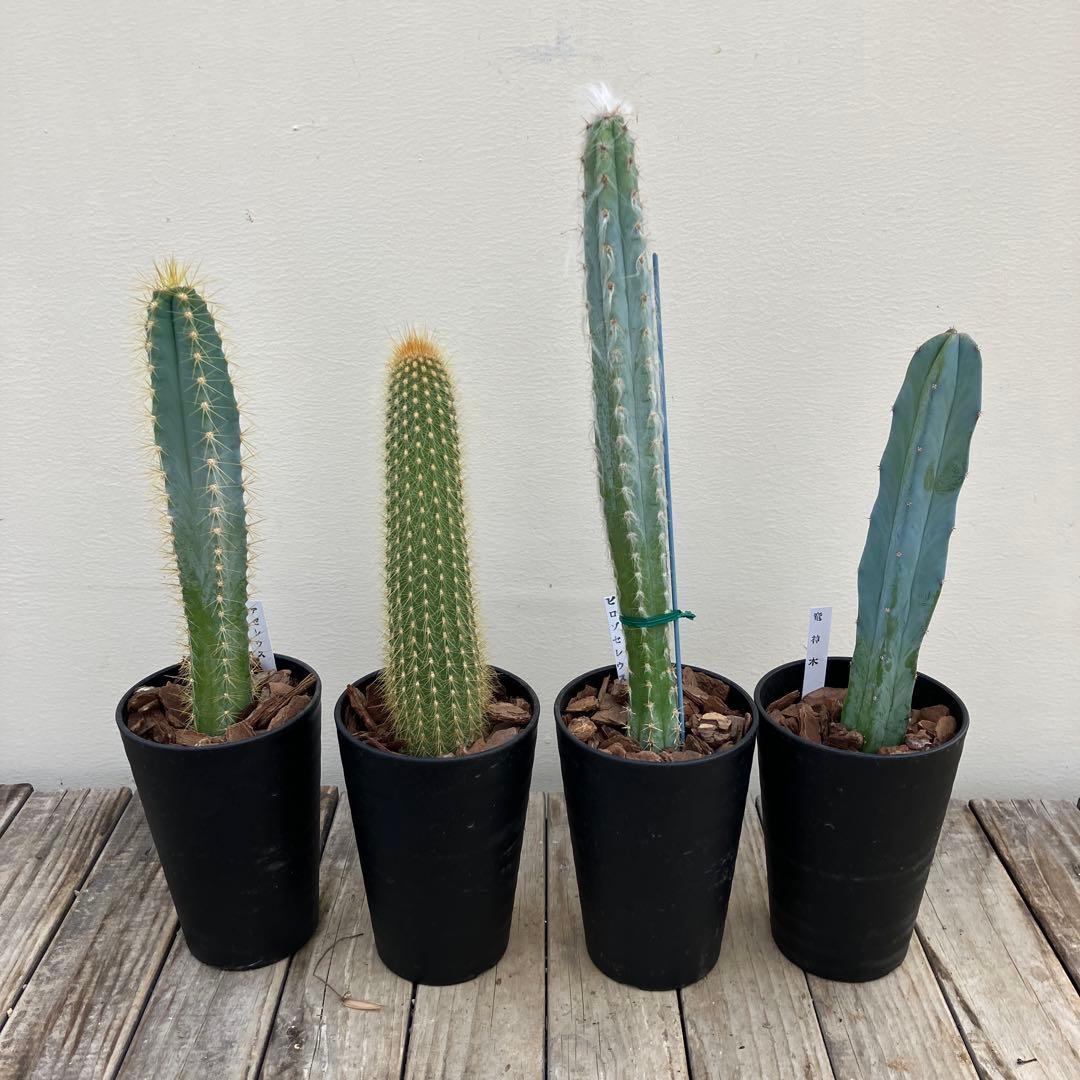 ホヤ8種類セット　希少種＋サボテン4鉢