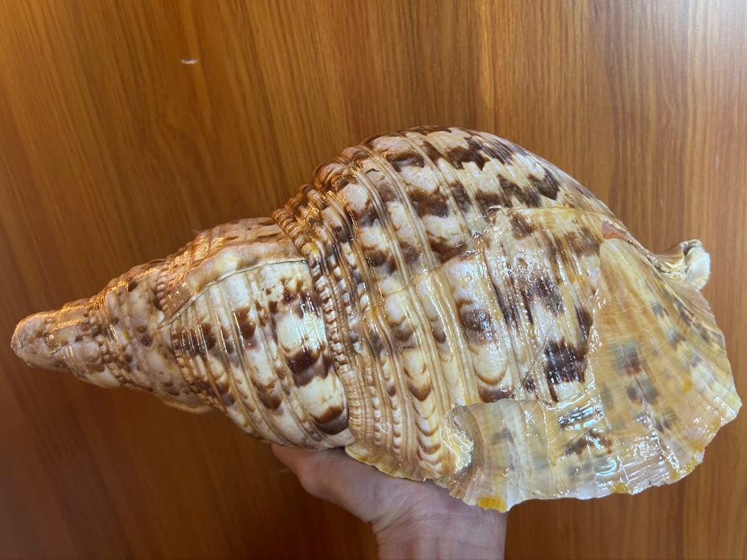 特大　37.3cm(元々約41cm) 法螺貝　1806g