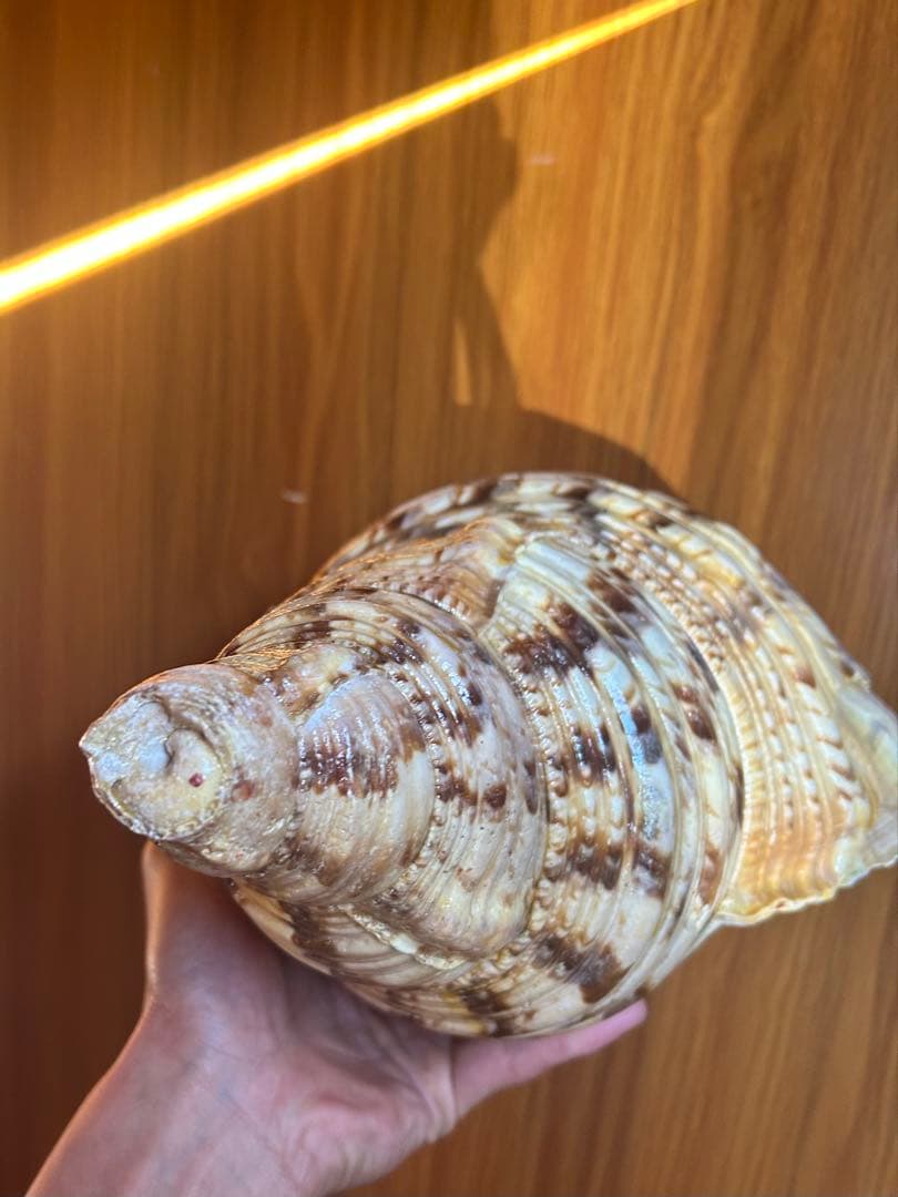 特大　37.3cm(元々約41cm) 法螺貝　1806g