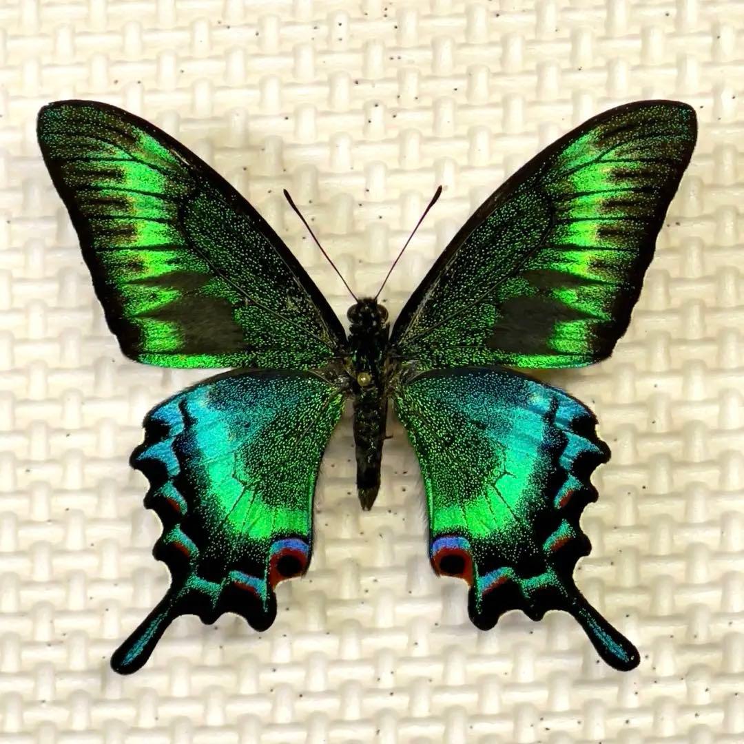 蝶標本　北海道産　極美麗ミヤマカラスアゲハ♂ 飼育品　完品　⭐️マイコレに‼️