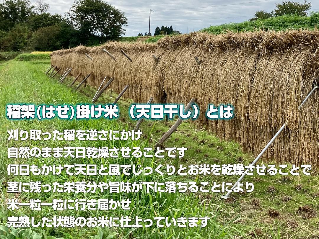 【新米】令和7年 昔ながらの「稲架掛け米」天日干し ササニシキ 白米 10Kg