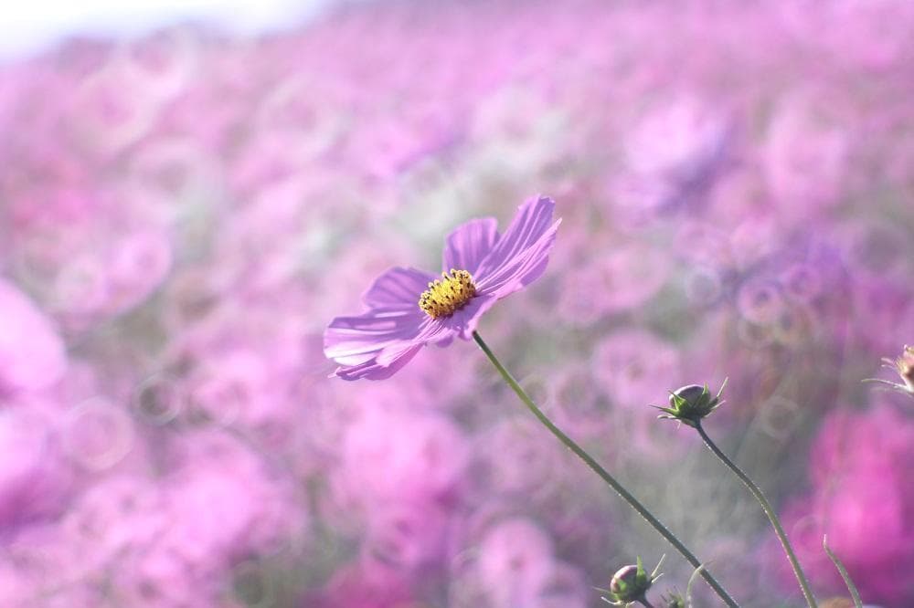 【宝石レンズ】 SMC Takumar 55mm F1.8 宝石タクマー