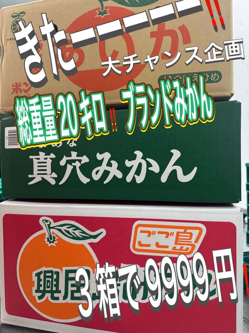 本日大チャンス企画きたーー‼️3箱同時‼️まどんな、興居島、真穴みかん9999円21